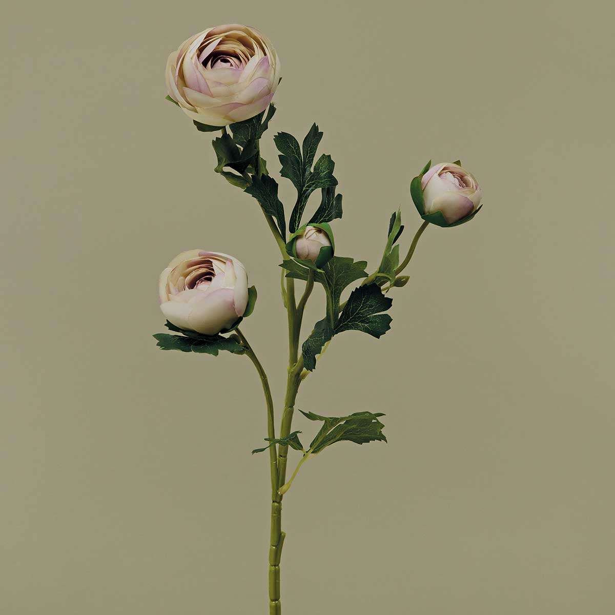 HEIRLOOM RANUNCULUS LAVENDER